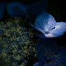 紫陽花