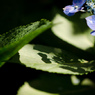 紫陽花