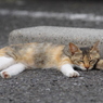 びよーんと寝そべる猫
