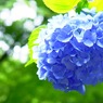 姫紫陽花