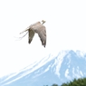 Sky High