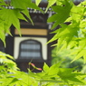 青もみじの向こうに