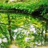 新緑の池Ⅰ