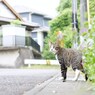 楽しいお散歩