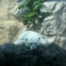ダレル