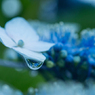 水滴に映る紫陽花