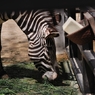 京都市動物園1