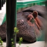京都市動物園3