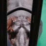 京都市動物園4