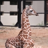 京都市動物園5
