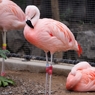 京都市動物園8