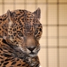 京都市動物園9