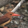 京都市動物園10
