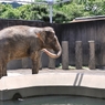 京都市動物園13