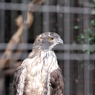 京都市動物園14