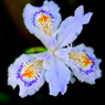 鞍馬の花