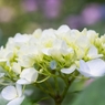 ６月の花