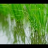 分蘖