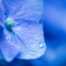 雨粒の宝石