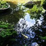 新緑の池Ⅷ