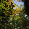 三輪山　大神神社