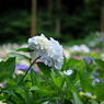 千光寺　紫陽花（11）