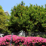 都会の空・樹・花