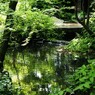 新緑の池Ⅺ