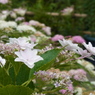 筥崎宮花庭園 