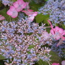筥崎宮花庭園 
