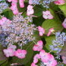 筥崎宮花庭園 
