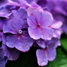 紫陽花の花びら