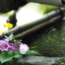 京都 新緑めぐり 2013　2
