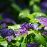 水の花
