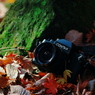 写真日和