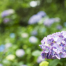 紫陽花　8