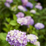 紫陽花　9