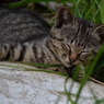 DSC_7703