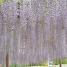 天王川公園
