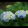 2013紫陽花18
