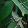 羽は生えるのか？　IMG_4526a