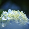 Planet BLUE 15