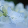 Planet BLUE 17