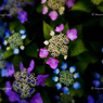紫陽花４