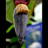 バナナの花
