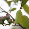 鳥が先か・・・？
