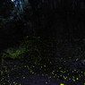 firefly wave