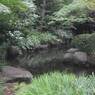 緑豊かな川