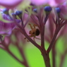 生き物写真館　- 紫陽花森のハンター -
