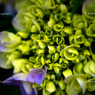 紫陽花２３